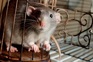 Ile lat żyją domowo szczury i co to zależy?